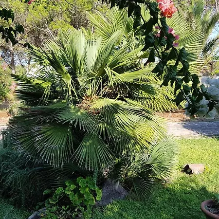 Villino Mery Calasetta